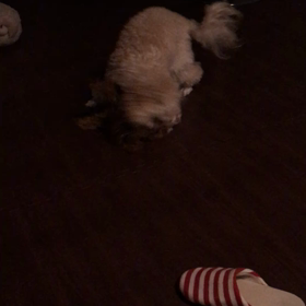 プロレス movieの画像