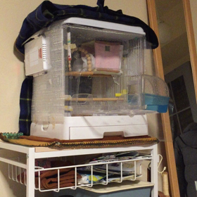 ピンクテント復活の画像