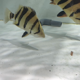ストック魚も状態抜群！の画像
