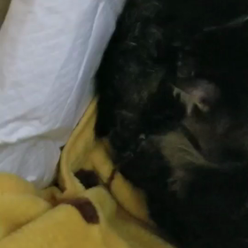 今日も猫の画像