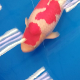 大会 総合の画像