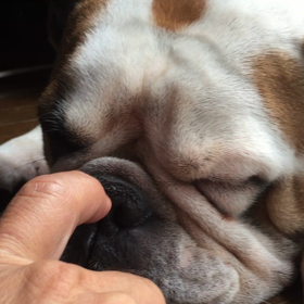 寝ているMICHELEの画像