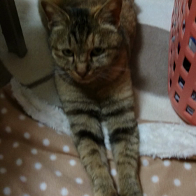 にゃんこの画像