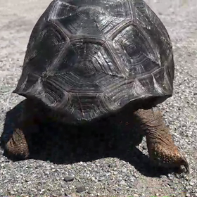 交通ルールを守るゾウガメの画像