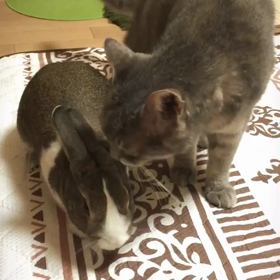 これからもずっと一緒の画像