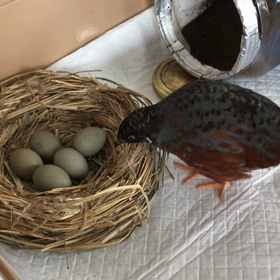 163日目 卵とくろちゃんの画像