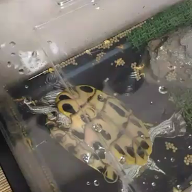 お行儀よく食べないと変なとこ入るよー(･ω･｡)の画像