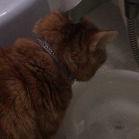 流水をおねだりの画像