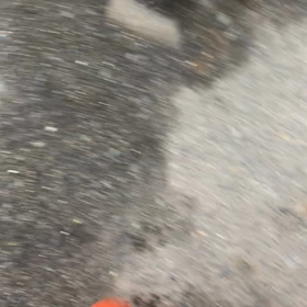 ボーダーコリー子犬 散歩練習の画像