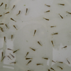 2番仔　孵化24日目の画像