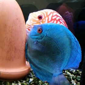 神秘的だの画像