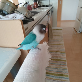 生きた心地がしなかった！の画像