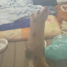 相撲の稽古？の画像