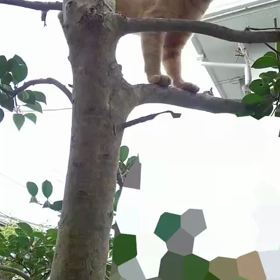 ≪近所の野良猫３≫の画像