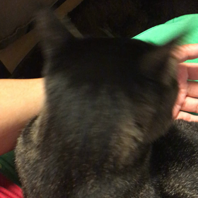 よし子、飛び掛る(・_・)の画像