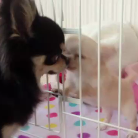 ☆ ブログ2周年！ ☆の画像