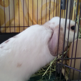 今日もかじってますの画像