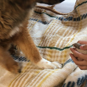 怖がる犬と気にしない鳥の画像