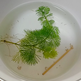 メダカちゃんの画像