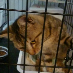 保護っ子達の画像