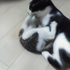 墨ちゃんは優しいお兄ちゃんの画像