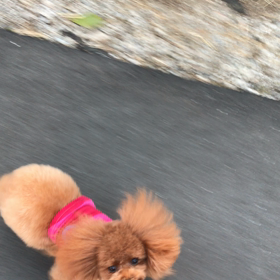 ラムちゃんの画像