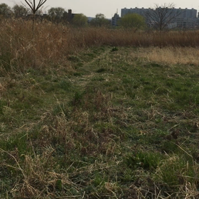 明日は雨…の画像