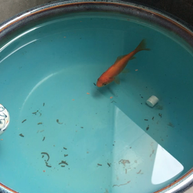 きんきん！の画像