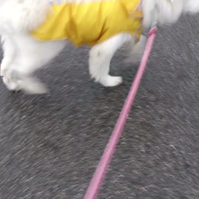 そんなに鳴かないで～☆笑の画像