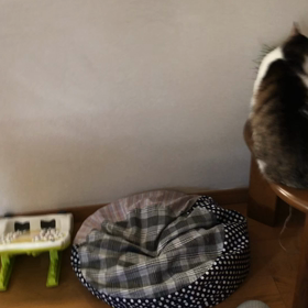 二足歩行のデールちゃんは…ペットグラスは嫌だにゃ！盆栽松がいいにゃ。の画像