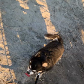 9月25日10わんこと1時間遠足  お台場の画像