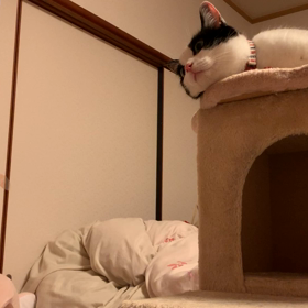 猫じゃらしのお時間ですの画像