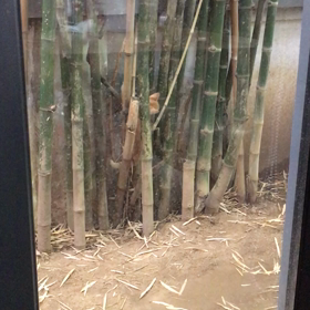 1.助けるべき？ プノンペンの画像