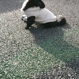 小瑚(COCO)の成長日記①の画像