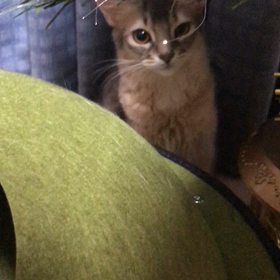 何故撮るの？と言ってるようだわ（笑）の画像