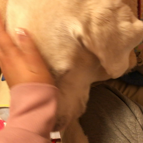 よものお布団はてんのもの、てんのものは、てんのものの画像