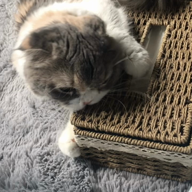 チャチャさ〜んの画像