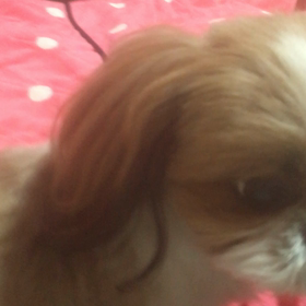 Ｒりんごを食べるの画像