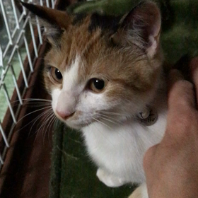 みやびちゃんゴロゴロ❤️の画像