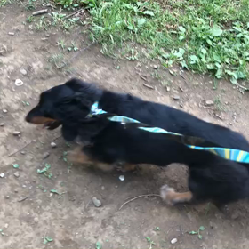 ♪お散歩動画♪代々木公園♪②の画像