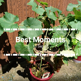 ブドウきたぁ～( ￣▽￣)の画像