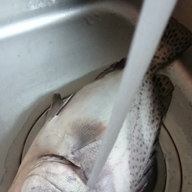 昨日の釣果 コショウダイ カサゴ キス 三重県の画像