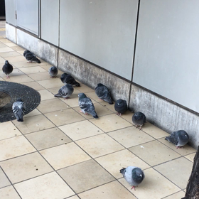 はとが寝てるの画像