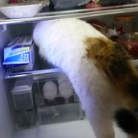 冷蔵庫探険の画像