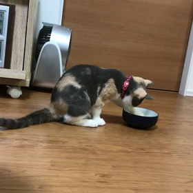 ミャウ！（笑）・#ブリティッシュショートヘア#britishshorthair#猫#ネ...の画像