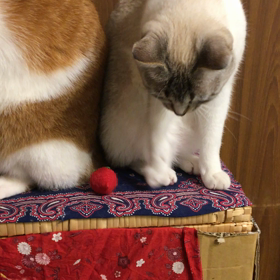 【Amebaおみくじ】2020年の運勢は...の画像