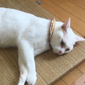 フクあにきの画像