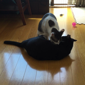 必殺！ダブル猫キックの画像