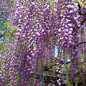 玉名市 山田の藤の画像