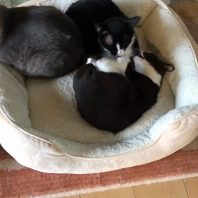 優ちゃん、明の近況の画像